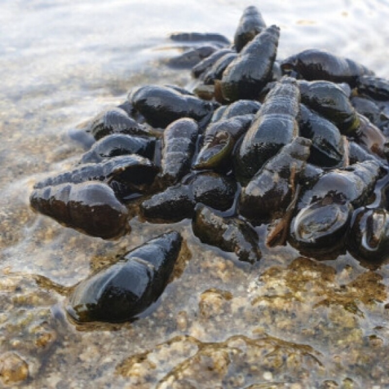 다슬기액기스, 깐다슬기, 다슬기진액, 다슬기, 산꼴다슬기, 산골다슬기, 다슬기, 다슬기육수, 강원도다슬기, 강원다슬기, 강원산꼴다슬기, 다슬기원액, 깐다슬기, 다슬기 기름, 다슬기 진육수