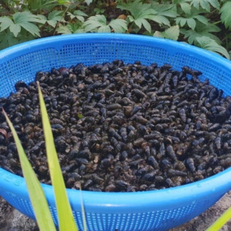 다슬기액기스, 깐다슬기, 다슬기진액, 다슬기, 산꼴다슬기, 산골다슬기, 다슬기, 다슬기육수, 강원도다슬기, 강원다슬기, 강원산꼴다슬기, 다슬기원액, 깐다슬기, 다슬기 기름, 다슬기 진육수