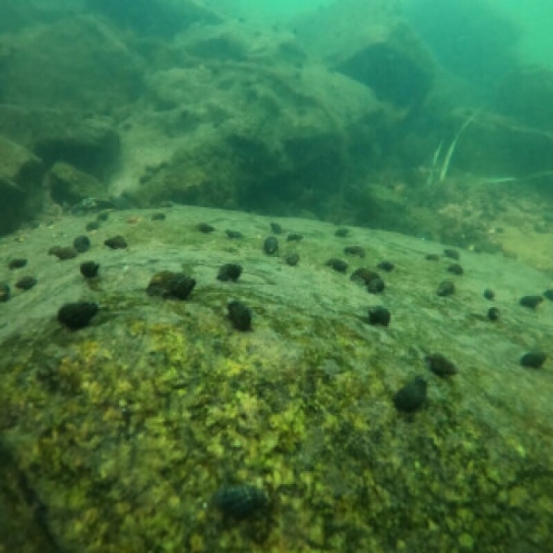 다슬기액기스, 깐다슬기, 다슬기진액, 다슬기, 산꼴다슬기, 산골다슬기, 다슬기, 다슬기육수, 강원도다슬기, 강원다슬기, 강원산꼴다슬기, 다슬기원액, 깐다슬기, 다슬기 기름, 다슬기 진육수