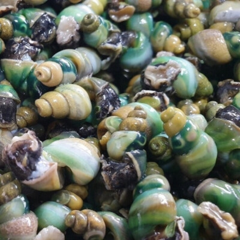 다슬기액기스, 깐다슬기, 다슬기진액, 다슬기, 산꼴다슬기, 산골다슬기, 다슬기, 다슬기육수, 강원도다슬기, 강원다슬기, 강원산꼴다슬기, 다슬기원액, 깐다슬기, 다슬기 기름, 다슬기 진육수