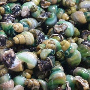 100% 국내산 강원 다슬기 깐다슬기 올갱이 생다슬기 냉동 [원산지:국산(강원도 홍천, 횡성 등)]