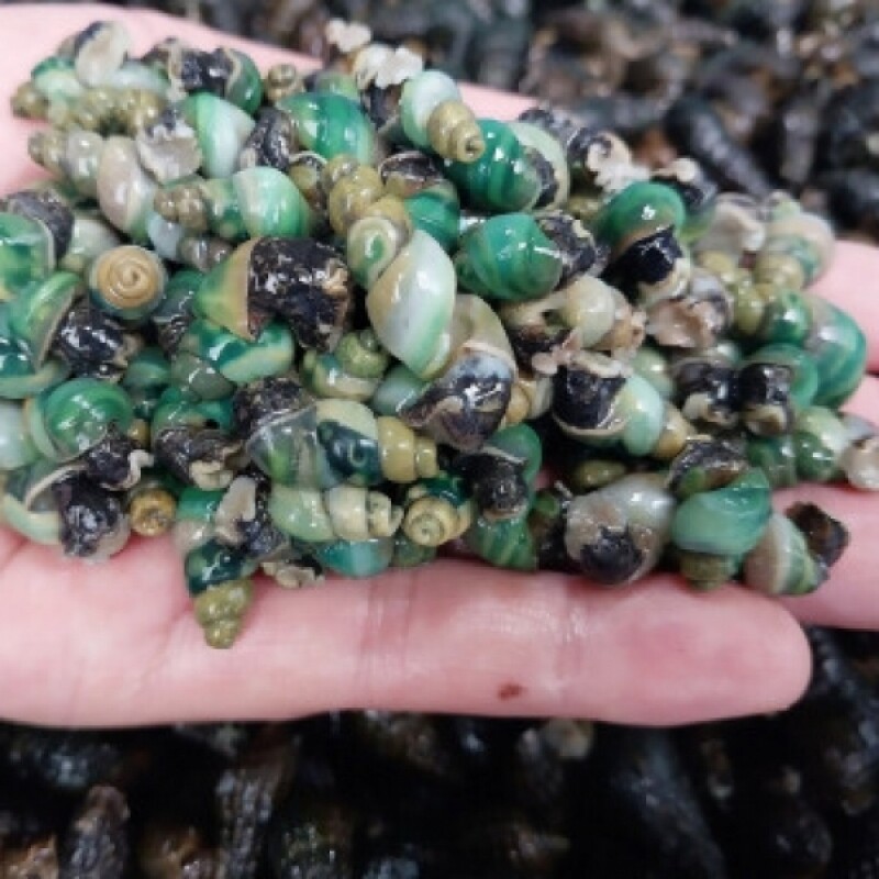 다슬기액기스, 깐다슬기, 다슬기진액, 다슬기, 산꼴다슬기, 산골다슬기, 다슬기, 다슬기육수, 강원도다슬기, 강원다슬기, 강원산꼴다슬기, 다슬기원액, 깐다슬기, 다슬기 기름, 다슬기 진육수