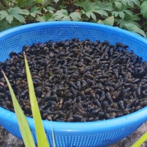 강원도 생다슬기