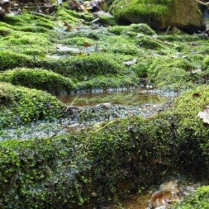 강원도 생다슬기