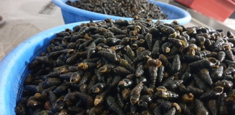 다슬기액기스, 깐다슬기, 다슬기진액, 다슬기, 산꼴다슬기, 산골다슬기, 다슬기, 다슬기육수, 강원도다슬기, 강원다슬기, 강원산꼴다슬기, 다슬기원액, 깐다슬기, 다슬기 기름, 다슬기 진육수